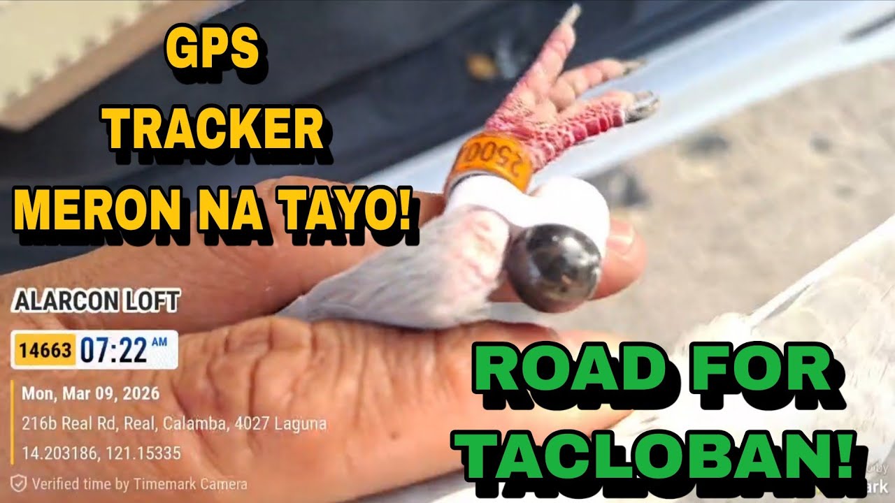 GAMITAN NATIN SILA NG GPS SMART TAG! TOSSING NA TAYO FOR FINAL LAP TACLOBAN!