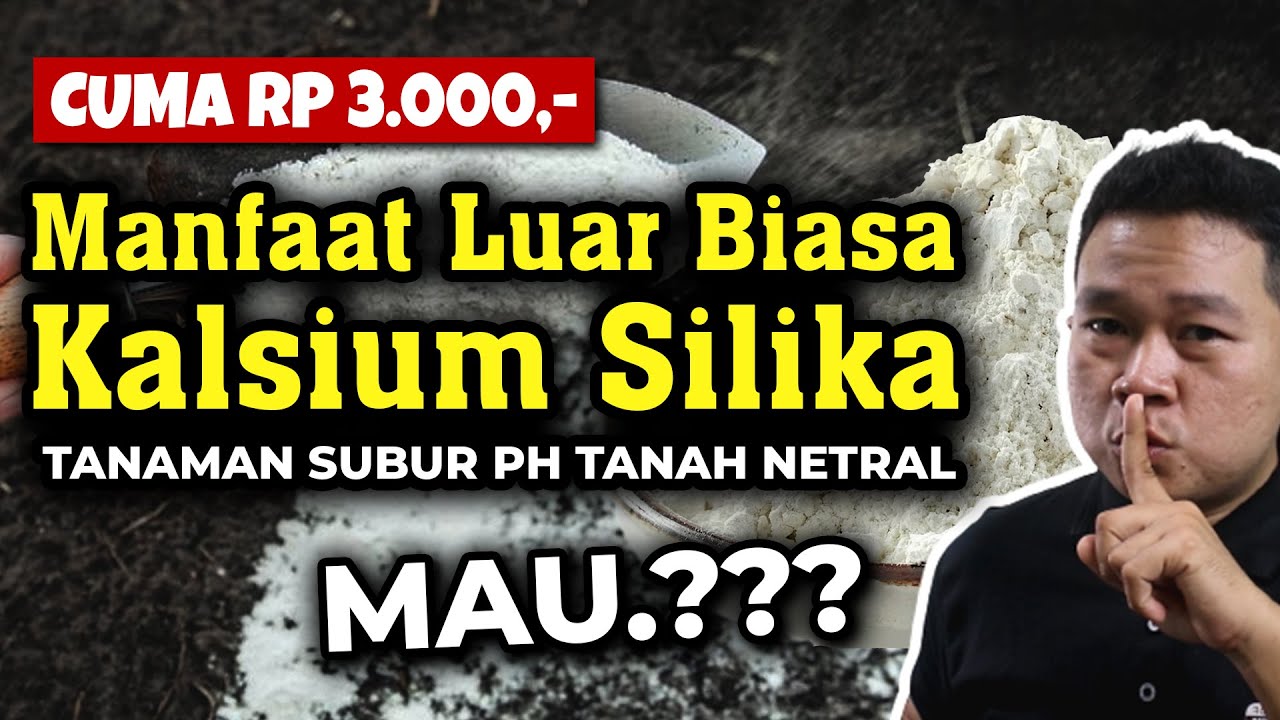 TANAMAN SUBUR pH TANAH NETRAL. MAU.??? MANFAAT LUAR BIASA KALSIUM SILIKA