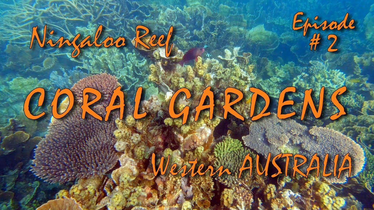 Coral Gardens of Ningaloo Reef. Coral Bay, Western Australia. Episode #2 - 4K Ultra HD