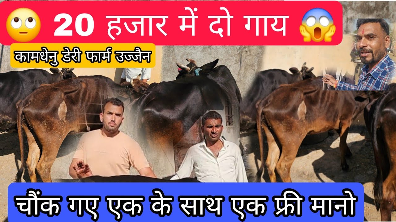 20 हजार 😱 में 2 HF गाय चौक गए 🙄 ना सुनकर, कामधेनु डेरी फार्म उज्जैन mp #hf_cow #viralvideo 