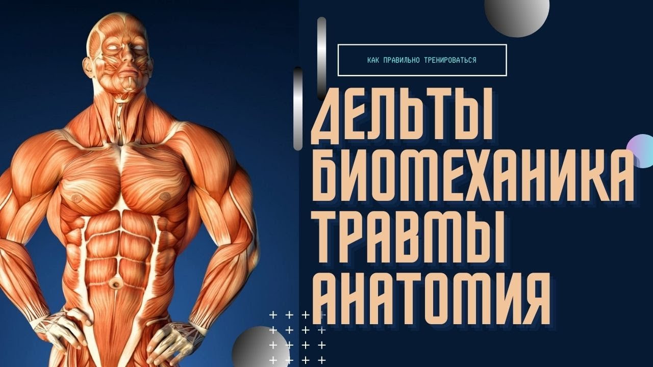 Как правильно тренировать ДЕЛЬТЫ. Ты всегда травмировал свои плечи. Биомеханика движений.