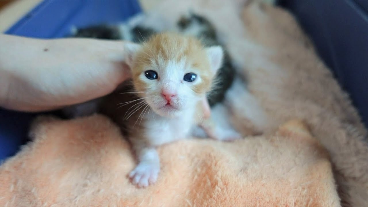 【生後9日】赤ちゃん猫の目が開きました！ ＆ 暑くてだらけきってしまう猫たち