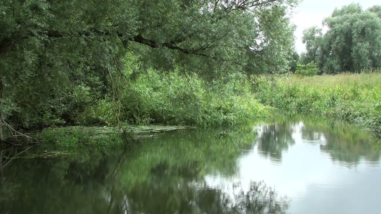 Riverside Meditation & Relaxation with Gentle Breeze through the trees 15 Minutes.