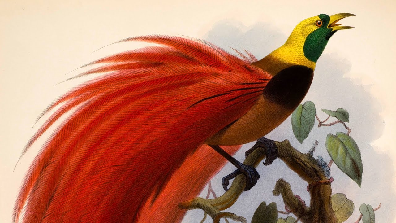 Rare Book Collection: Printing Techniques for Scientific Illustrations