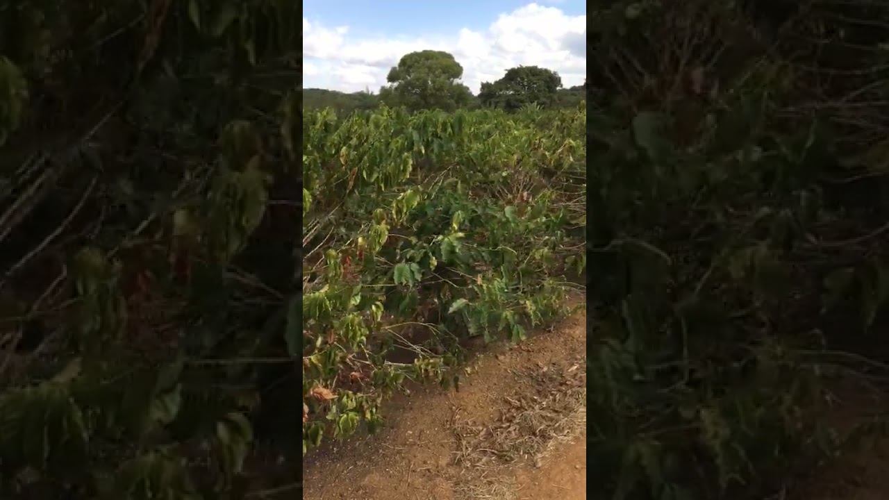 seca no cerrado