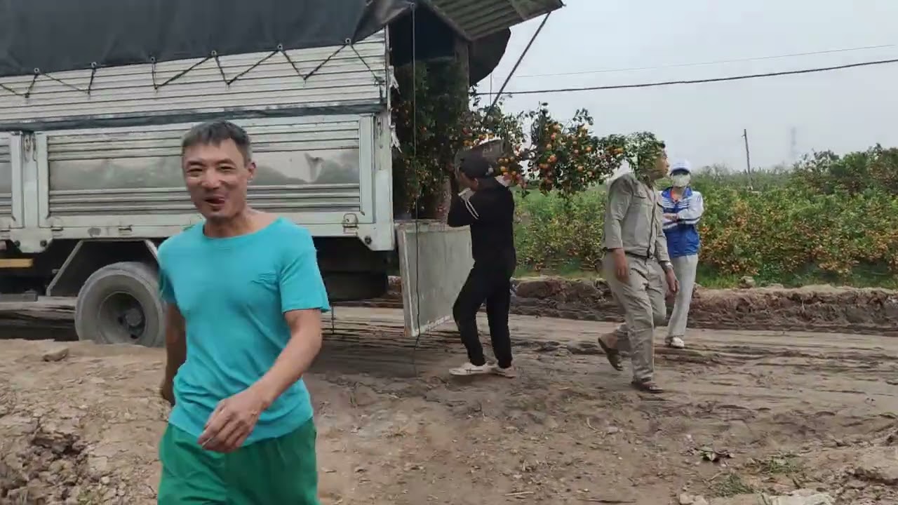Chuyến chum dù cuối cùng đã lên xe,nhà vườn hết sạch quất cảnh,nhộn nhịp ngày cuối năm 