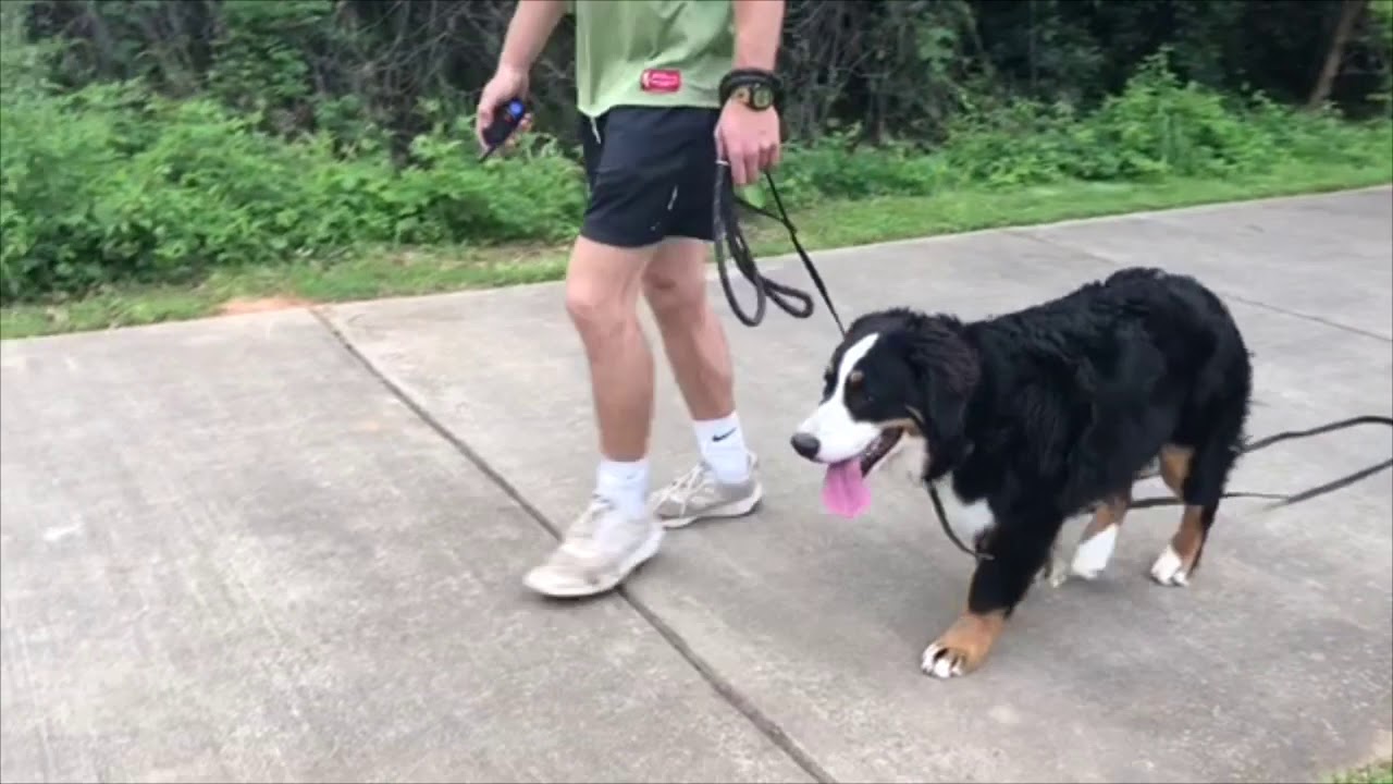 6 month old Bernese Mountain dog Cash lesson #5
