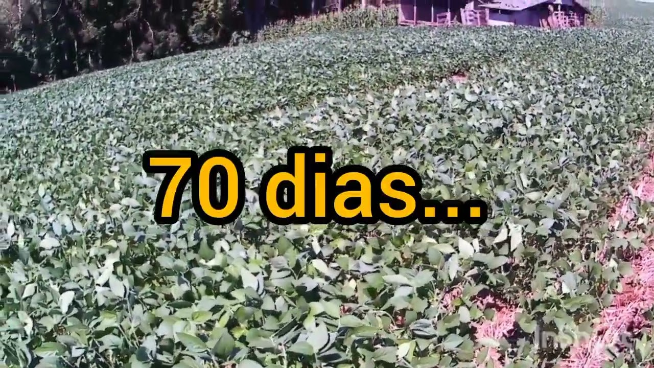 Como está a soja ? 