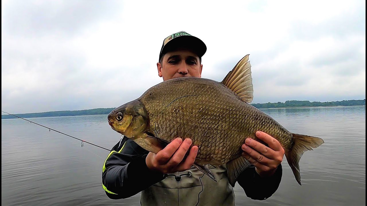 Grube leszcze na czeburaszkę | Tanta zrobiła robotę! | Ultralight Fishing.