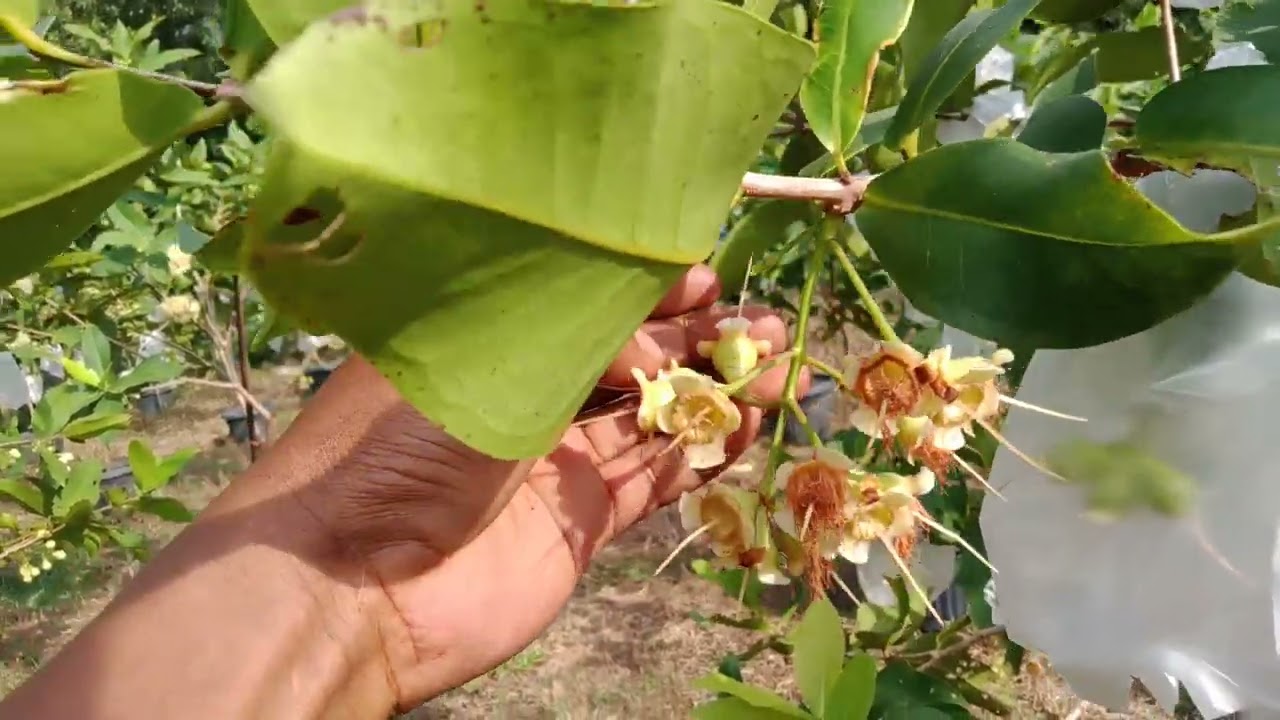 cara mengorangi bunga tanaman jambu madu