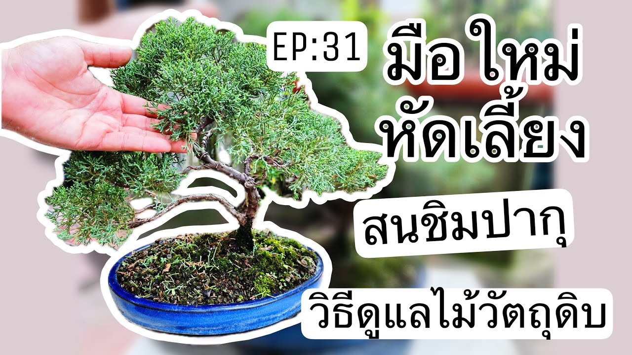 Ep.31 Newbie learning to raise pine trees. How to take care of raw wood.