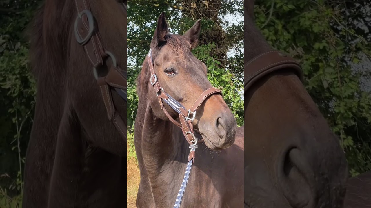 Joyeux 23eme anniversaire Olandais 🎂 #cheval