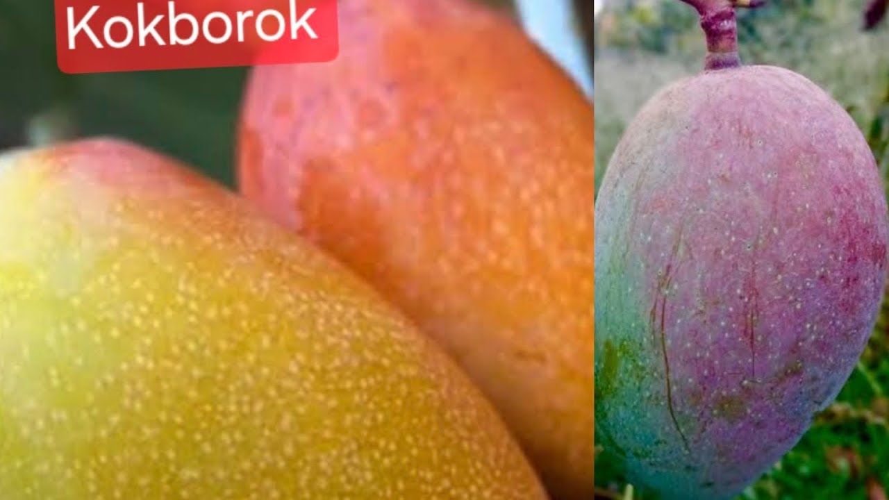 Hong long eba Hongsiang Red dragon all time mango Tripura hasteo tabok. 
