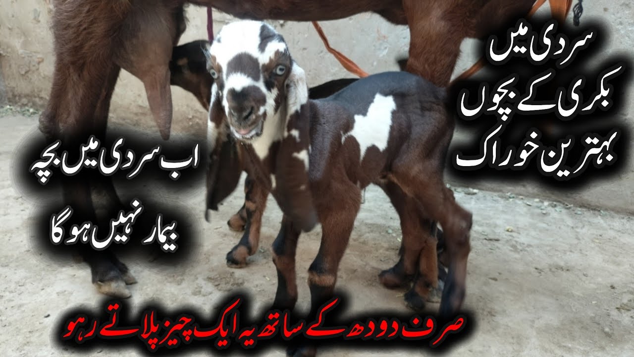 Sardi Mein Bakri Ke Bachon Ki Care | Complete Winter Goat Kid Care Guide