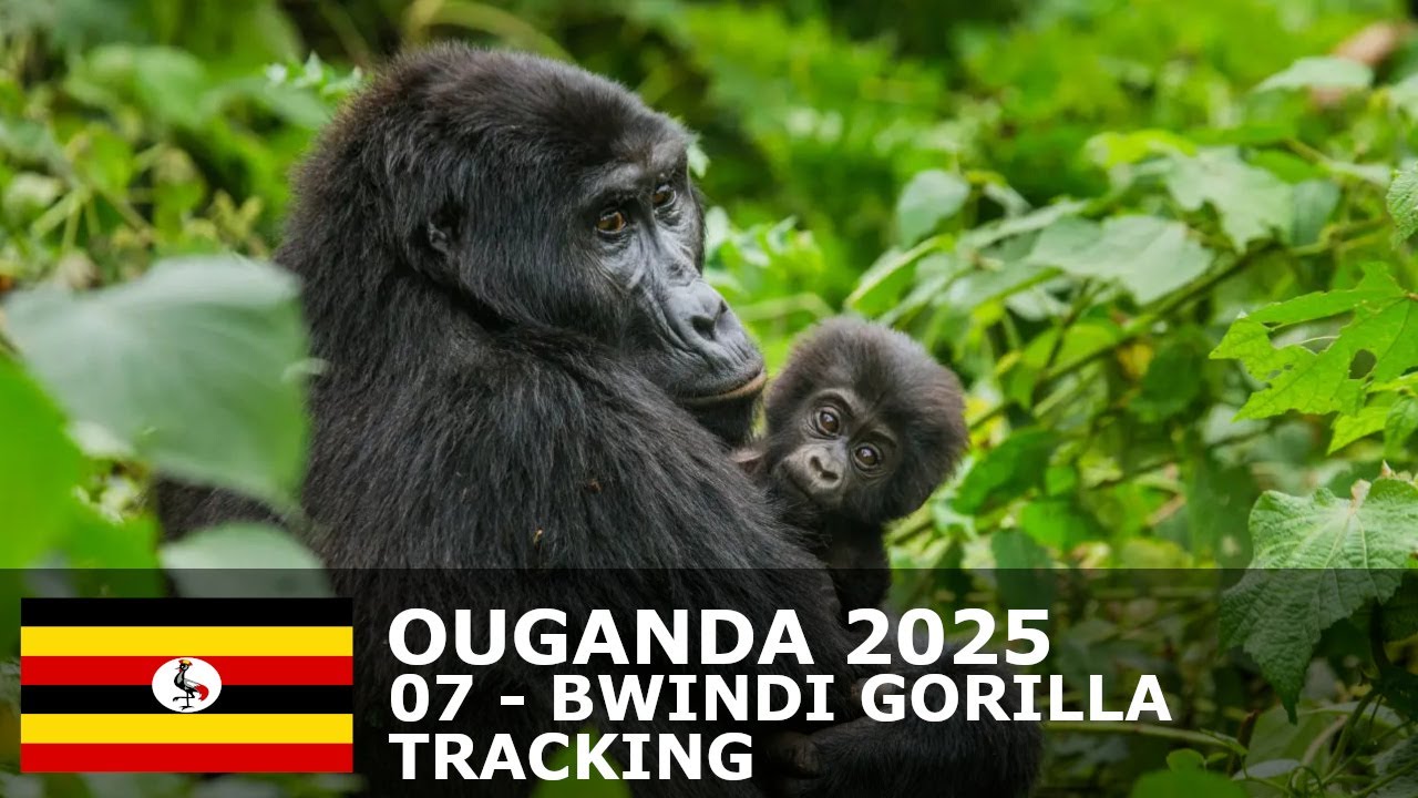 OUGANDA 2025 - 07 - Bwindi Gorilla Tracking
