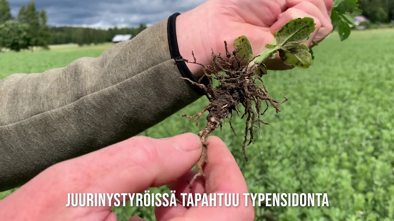 Näin viljellään siemeneksi haitta-aineeton härkäpapu Vire.