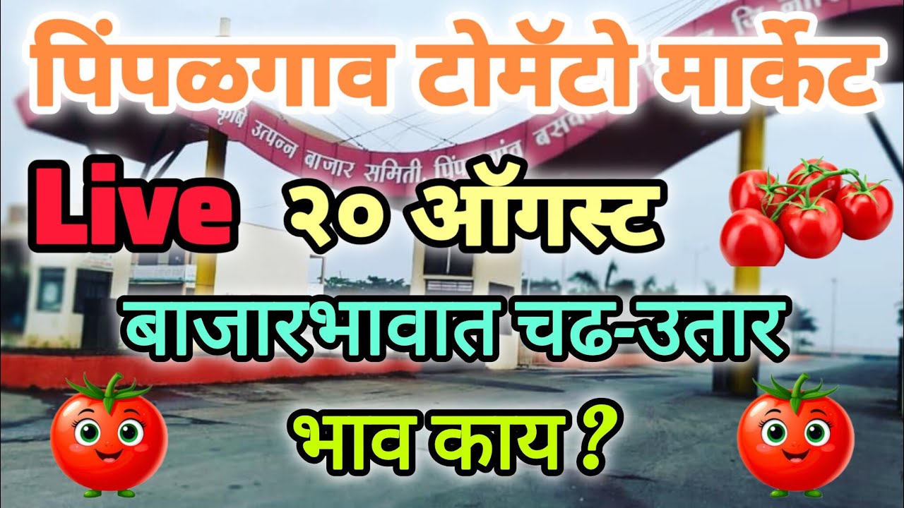20|08|2026 पिंपळगाव टोमॅटो मार्केट | pimpalgaon baswant tomato market rate #tomato #rate #live 