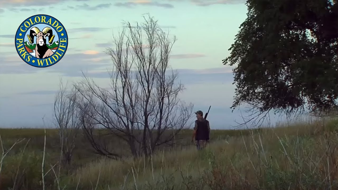 Dove Hunting - Walking and Flushing
