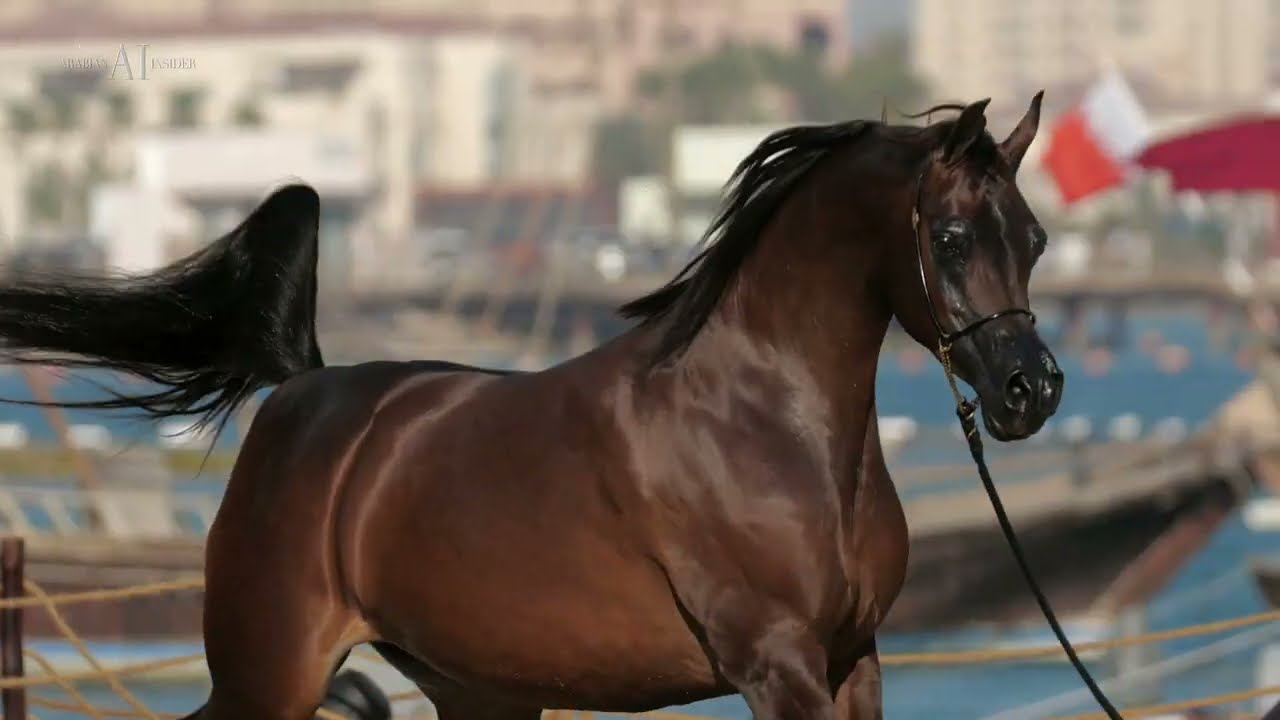 ♠️ DONNA MOLTA BELLA SRA ♠️⁣ Senior Mares Contender, 2022 KIAHF