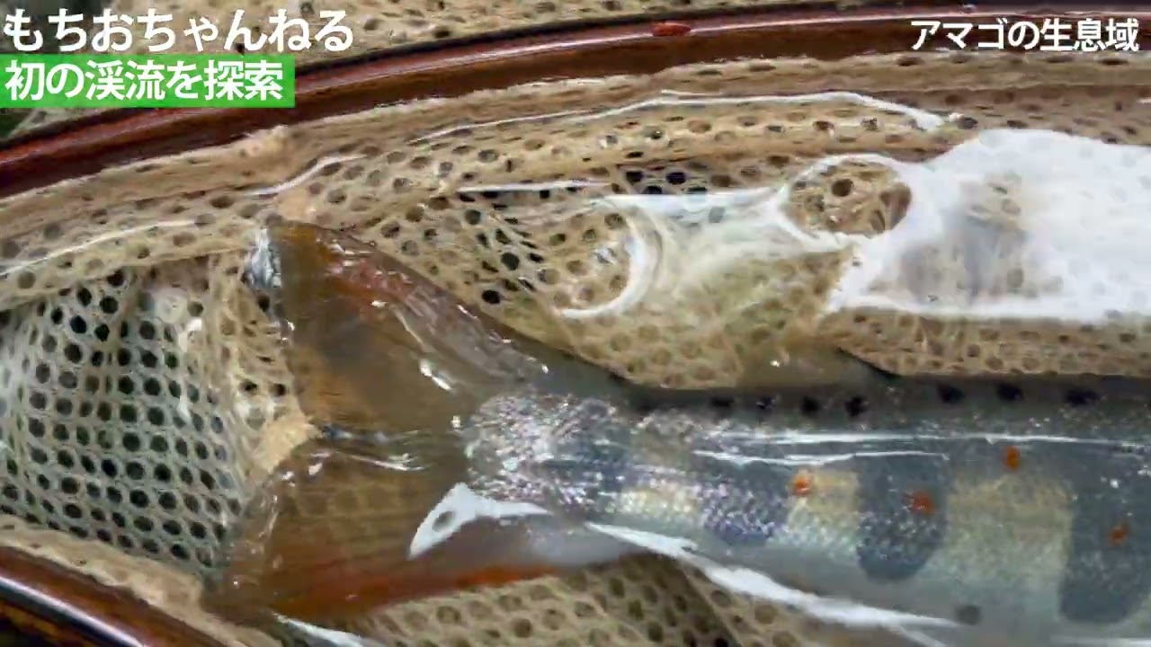 渓流探索！初の渓流にアマゴはいるのか！
