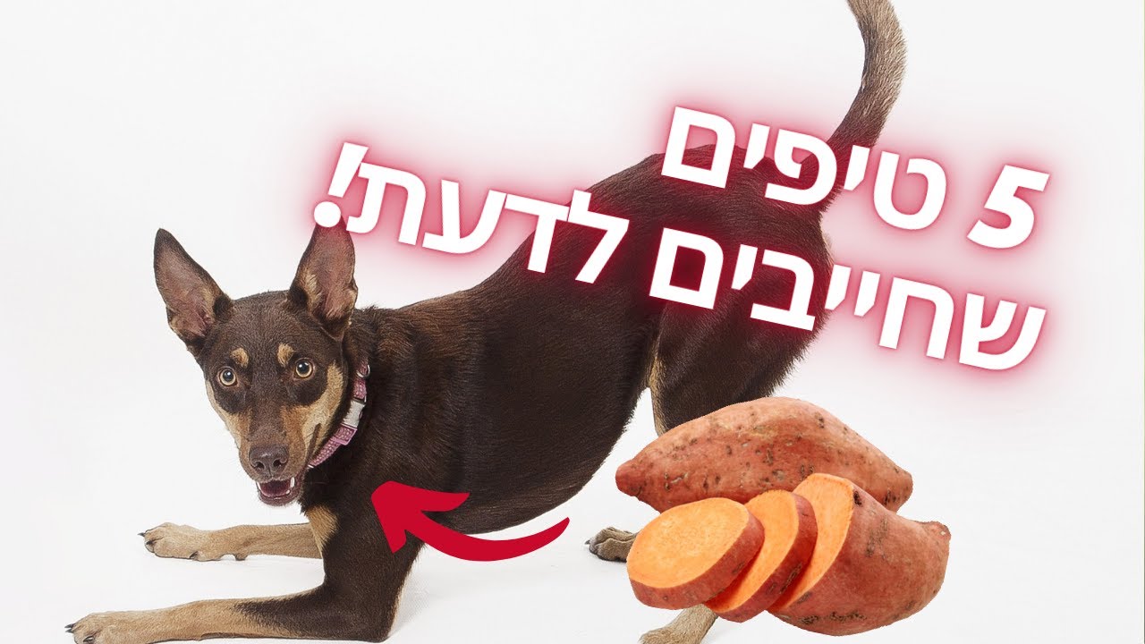 איך לשמור על הבריאות של הכלב - המדריך המלא