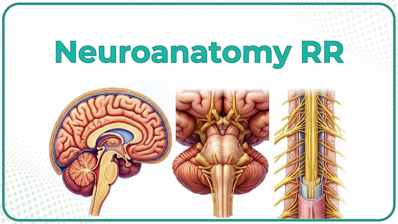 Neuroanatomy Rapid Revision : Dr Krishna Sahith