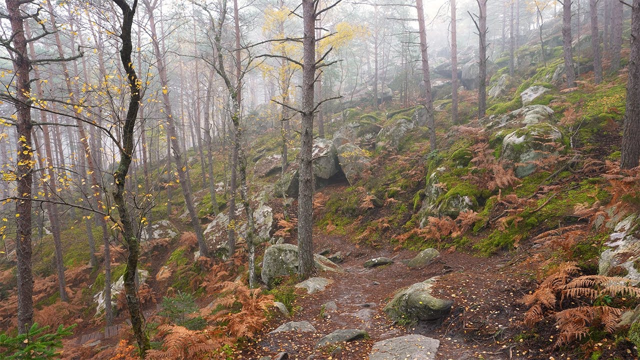 Forêt de Fontainebleau - Promenade et randonnée