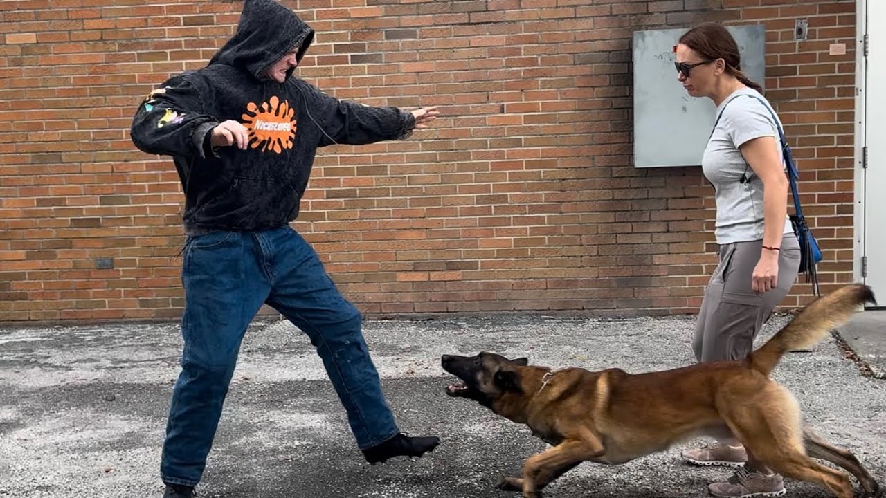Kingston – Fearless Belgian Malinois Personal Protection Dog | Ultimate Control & Protection Skills