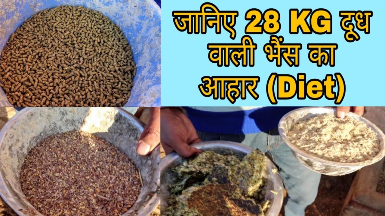 Full information about Murrah Buffalo LADDO’s Diet. जानिए क्या खिलाएँ ज्यादा दूध देने वाली भैंस को