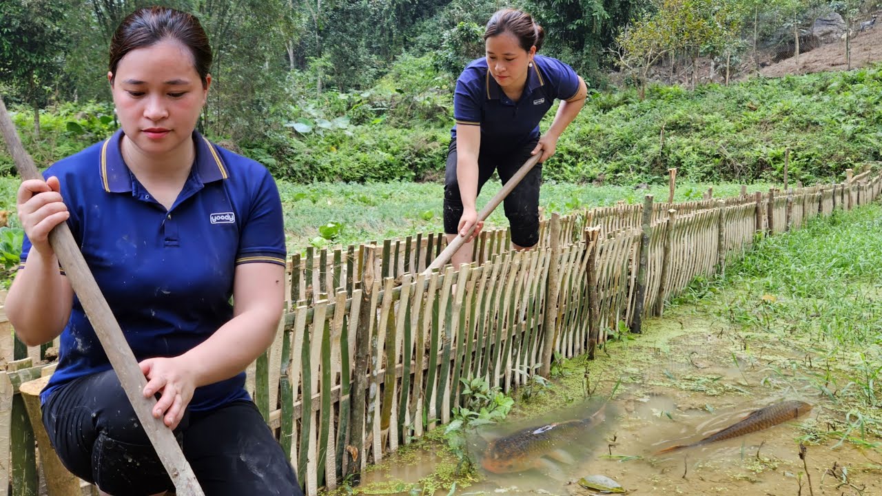 Build a fish pond edge with bamboo - daily life, live whit nature | Ly Thi Ca
