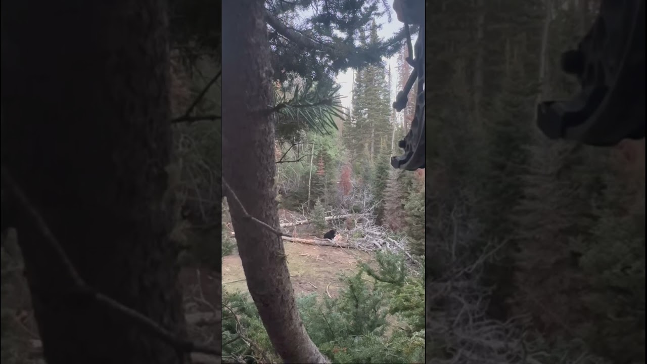 Wyoming Bear Tag Punched.       
