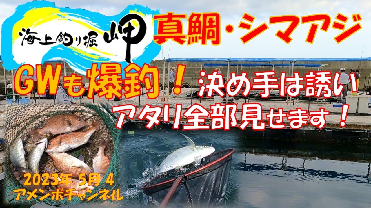 海上釣堀岬 真鯛 シマアジ爆釣 誘い方！アメンボチャンネル