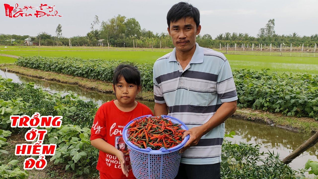 Kỹ Thuật Trồng Ớt Hiểm Đỏ Trái Vụ Đạt Năng Suất Cao Cho Quả Đẹp Và Ít Bị Thối Trái | NKGĐ