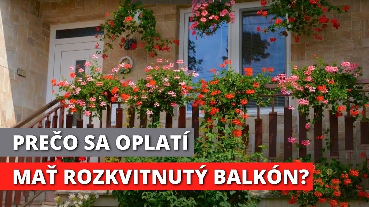 SOBRANSKÝ MAGAZÍN (453): Mesto Sobrance rozkvitlo do krásy