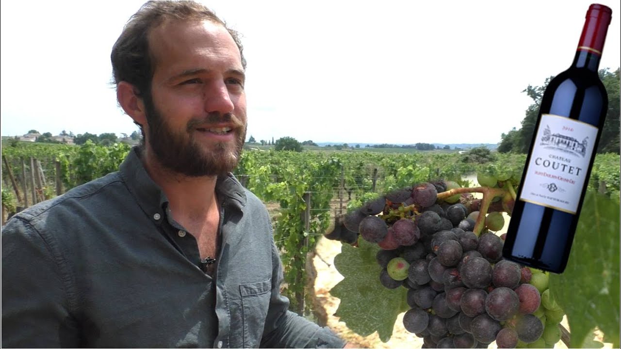 Vignes, vin et chimie au Château Coutet (Saint-Émilion)