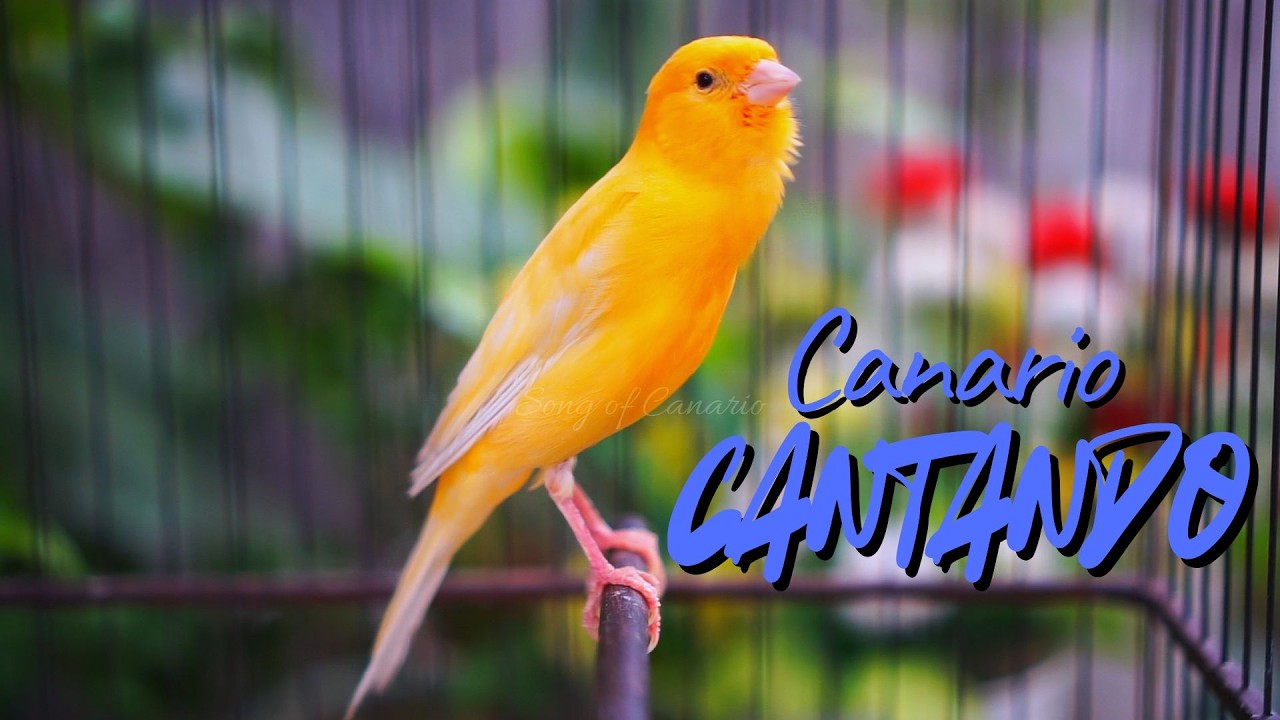 Canário Belga Cantando Muito: O Melhor Canto para Treinar seu Pássaro #09