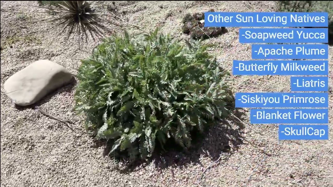 Colorado Native Plant Garden - Spring Update
