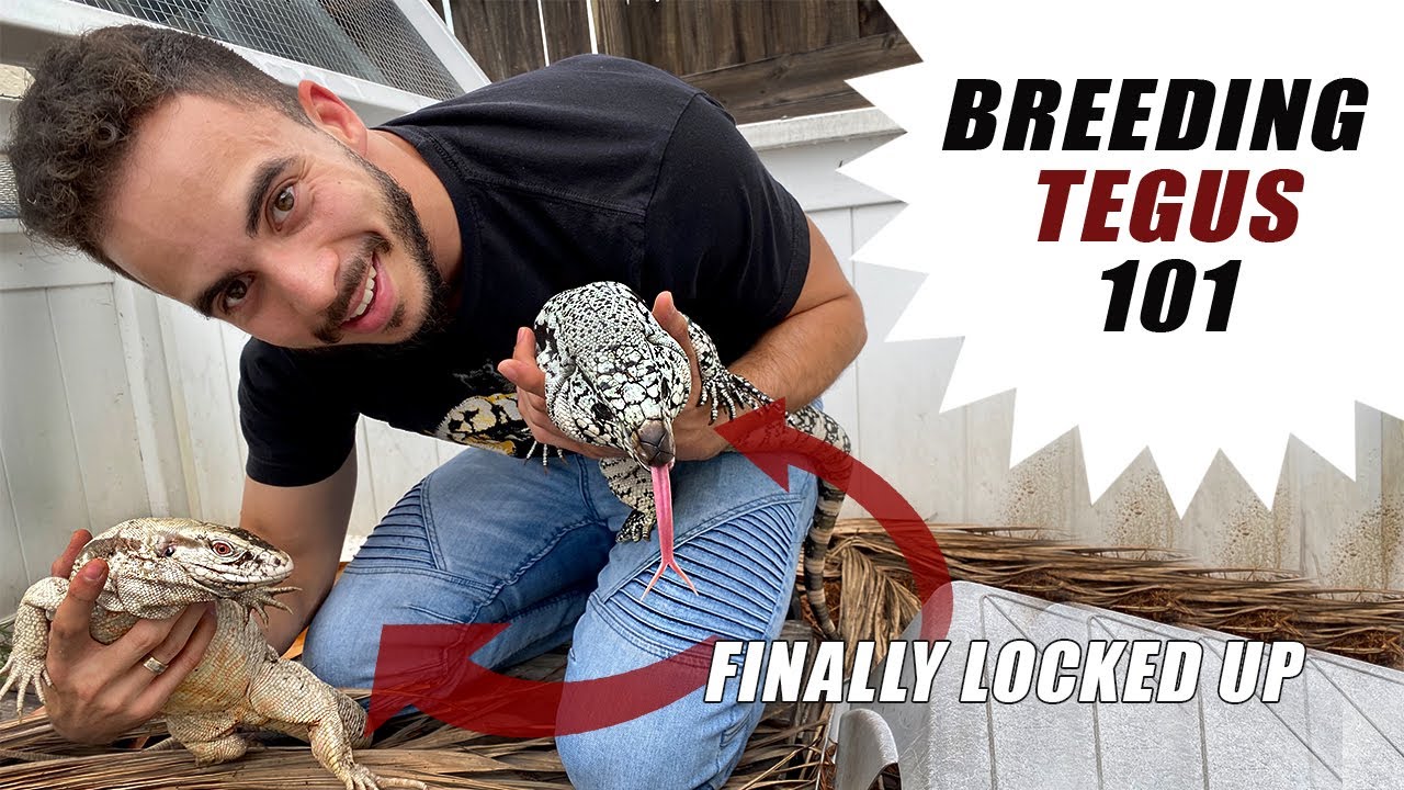 Albino Tegu Breeding 2020!
