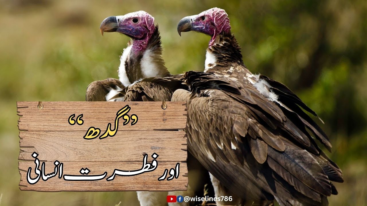 A Vulture | Human Nature | گدھ اور فطرت انسانی