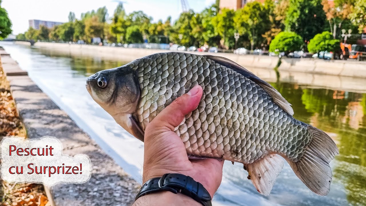 Cum pescuim la Drop Shot? Am prins Caras Mare!😱 Pescuit la spinning cu surprize!