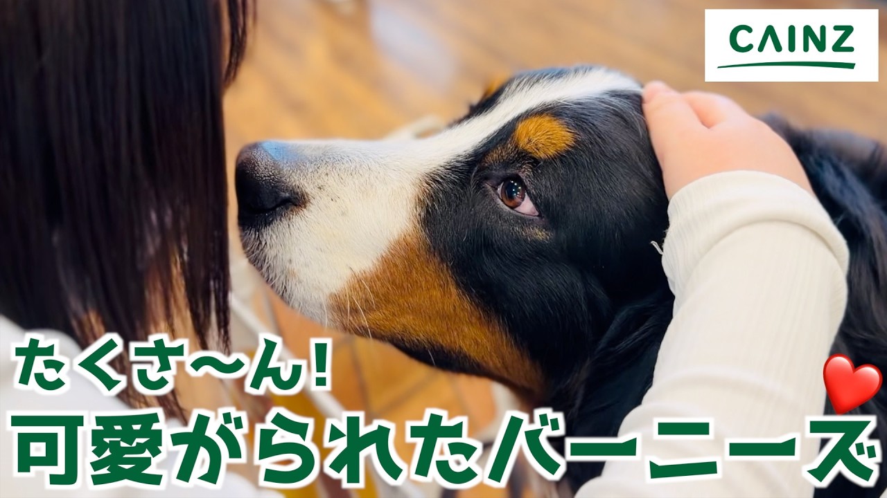 カインズで大人気のバーニーズマウンテンドッグ🐾たくさん可愛がってもらった1日❣️