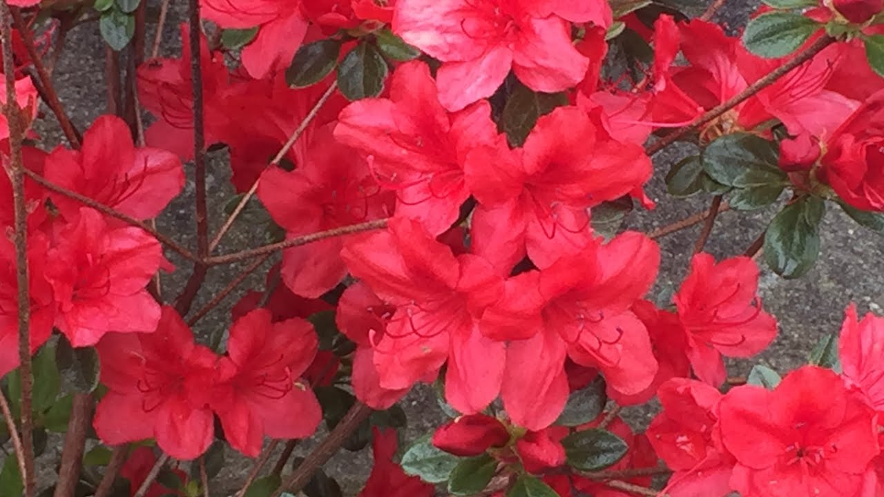 Azalea - After Bloom Prune For Young Plants May 9