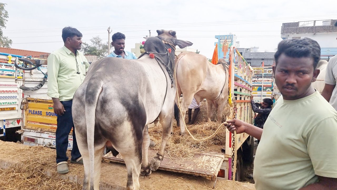 పెబ్బేరు సంతలో ఒంగోలు జాతి కోడెల రేట్లు-pebbair bulls market-pebbair cattle market-pebbair santa-ox