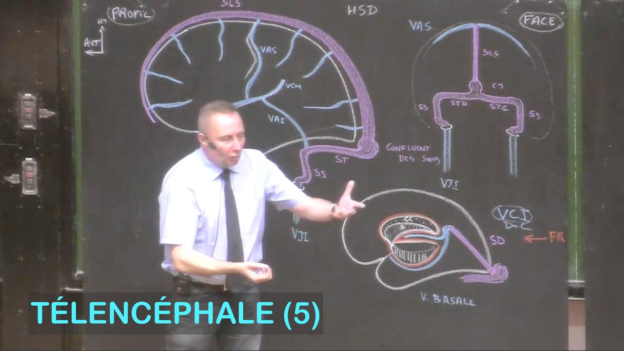 Anatomie de la vascularisation c&eacute;r&eacute;brale (T&eacute;lenc&eacute;phale 5 - Neuroanatomie 12)