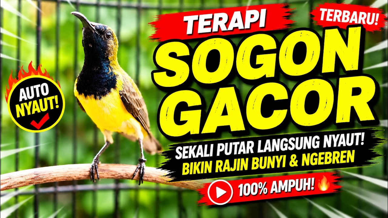 SEMUA SOGON MACET BUNYI LANGSUNG RESPON DENGAN SUARA PANCINGAN SOGON INI‼️