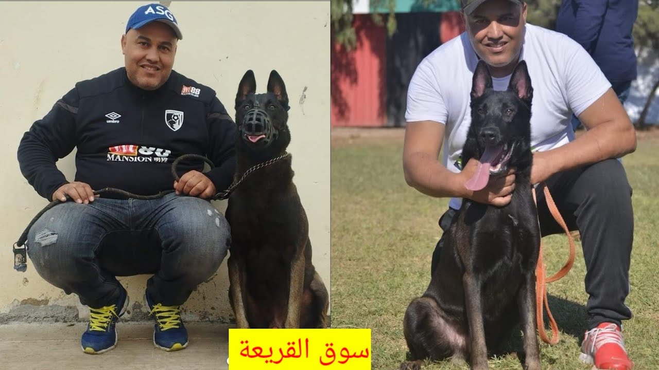 سوق القريعة مع عمر درويش عشاق كلاب الحراسة مالينوا شاربوني