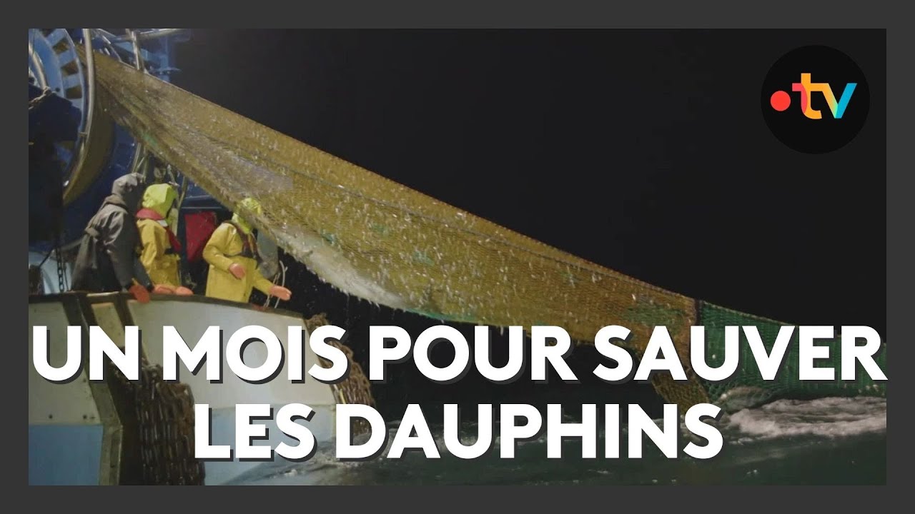 P&ecirc;che suspendue pour prot&eacute;ger les dauphins