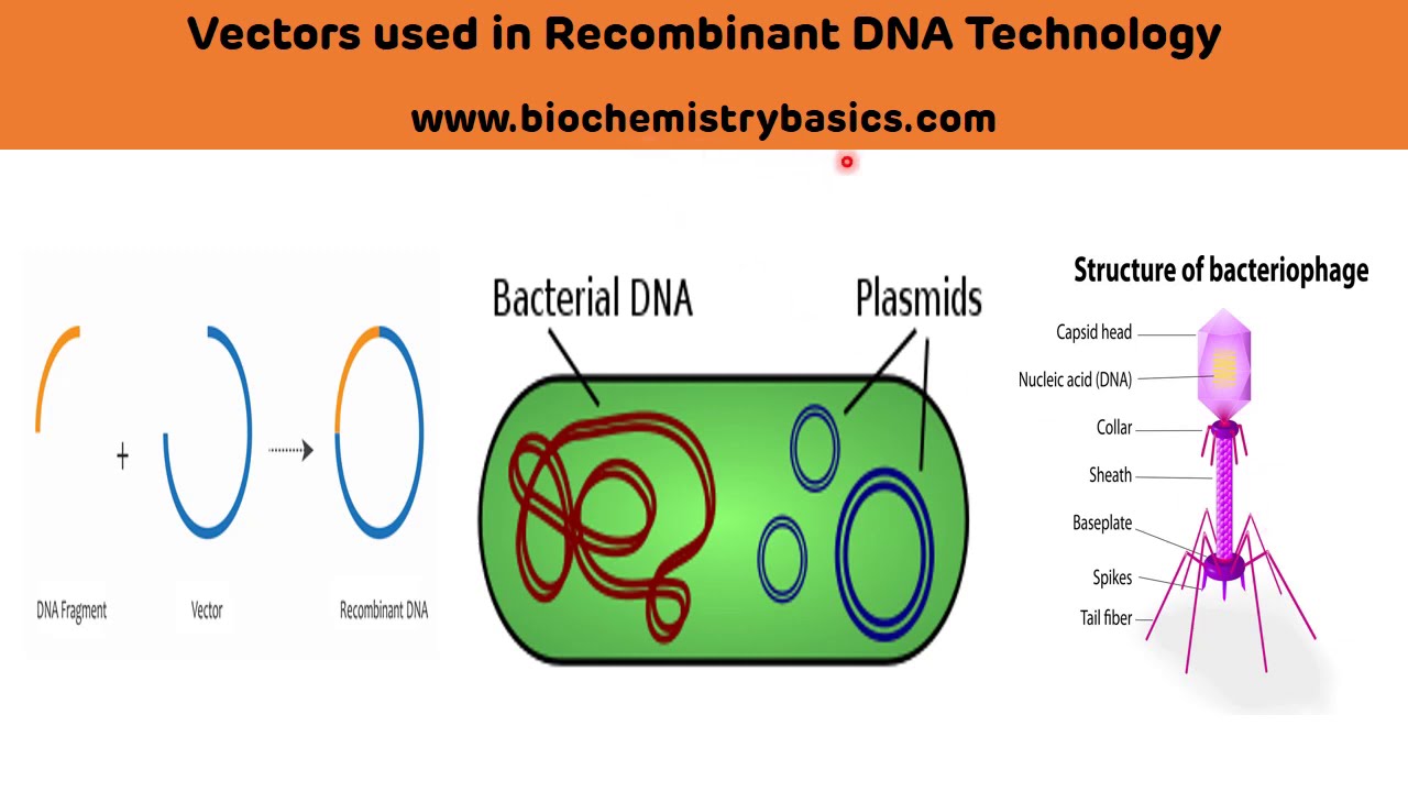 Types of Vectors Used In Recombinant DNA Technology || DNA Vectors || Cloning Vectors