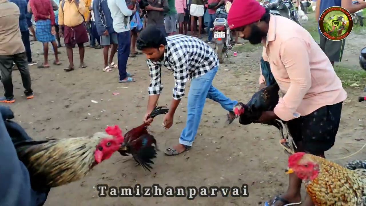#sandai #savel கொங்கணாபுரம் சந்தை 9.09.2023 #market konganapuram full details in tami