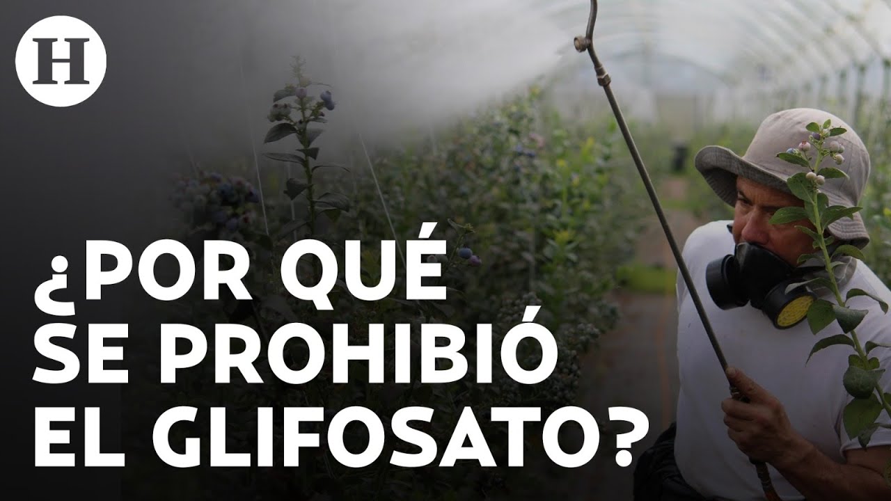 ¿Qué es el glifosato y por qué se prohibió en México junto al maíz transgénico?